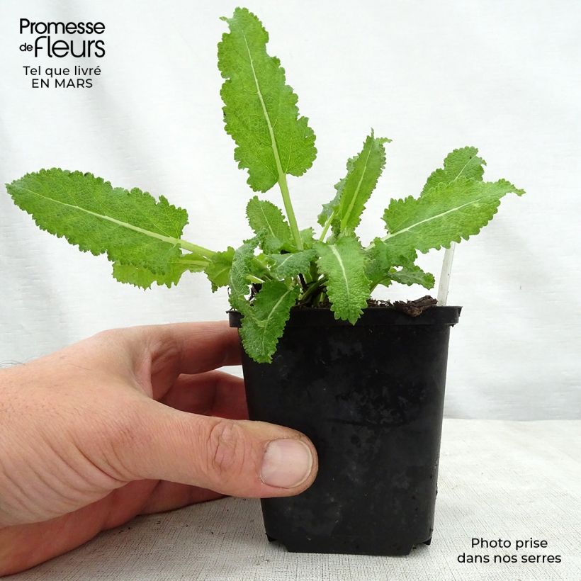 Exemplaar van Salvia sylvestris Dear Anja - Bossalie Kweekpotje van 8/9 cm zoals geleverd in de lente