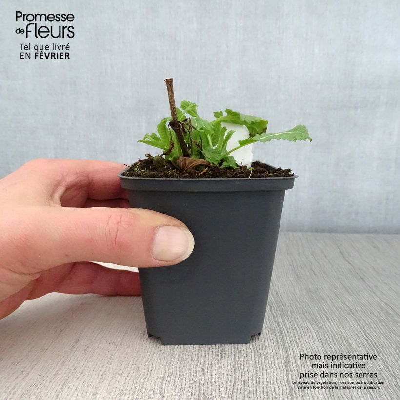 Example of Salvia x sylvestris Dear Anja - Sauge Dear Anja Kweekpotje van 8/9 cm as you get in hiver