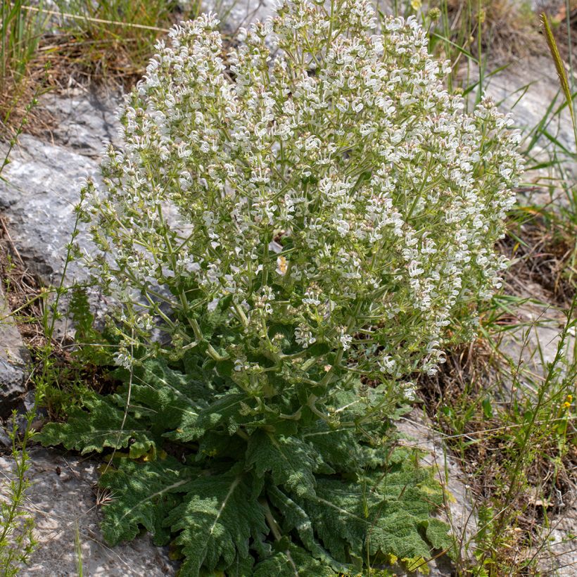 Salvia aethiopis - Salie (Groeiplaats)
