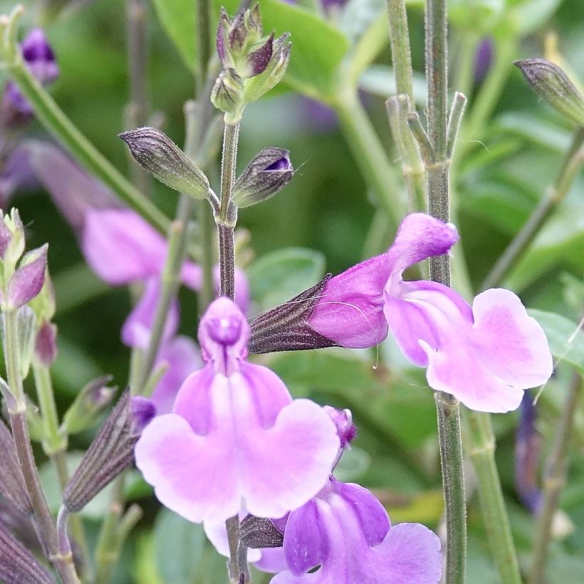 Salvia jamensis Carolus - Struiksalie (Bloei)