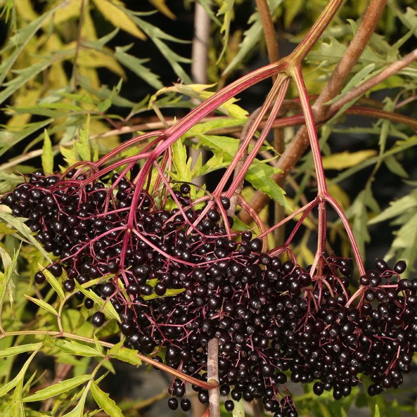 Sambucus canadensis Acutiloba - Sureau du Canada (Oogst)