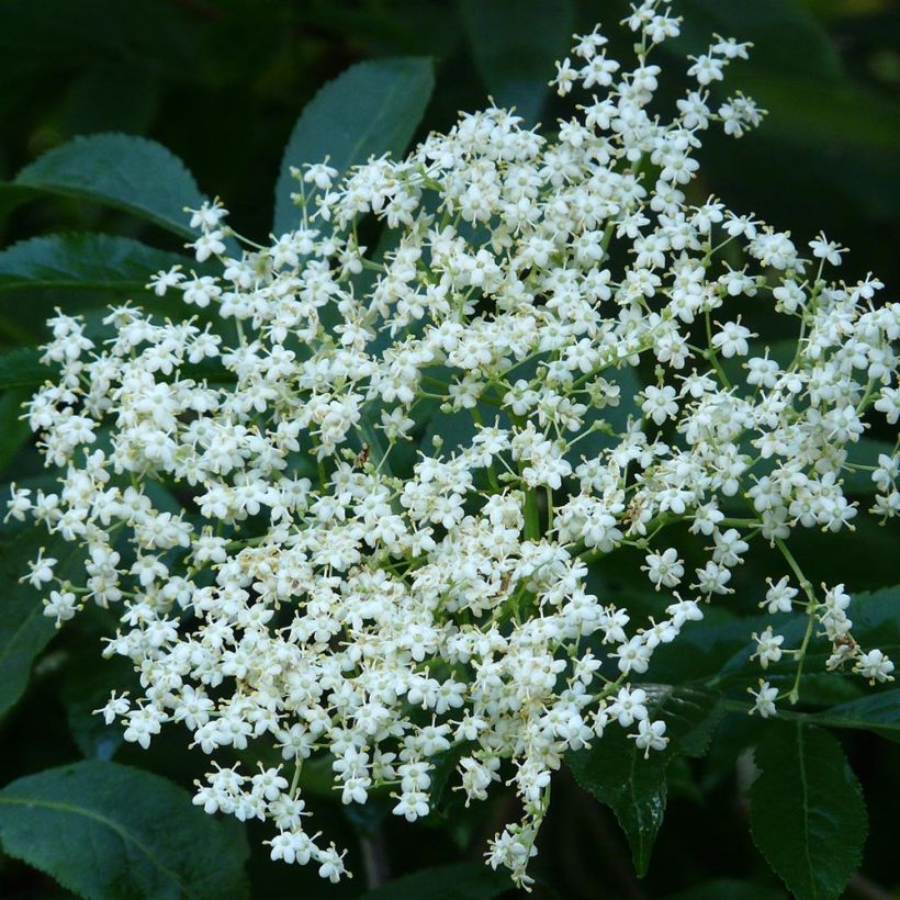 Sambucus nigra - Gewone vlier (Flowering)