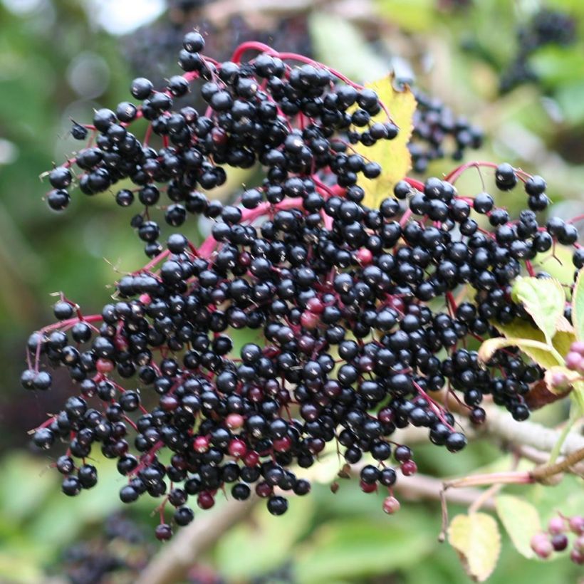 Sambucus nigra - Gewone vlier (Harvest)