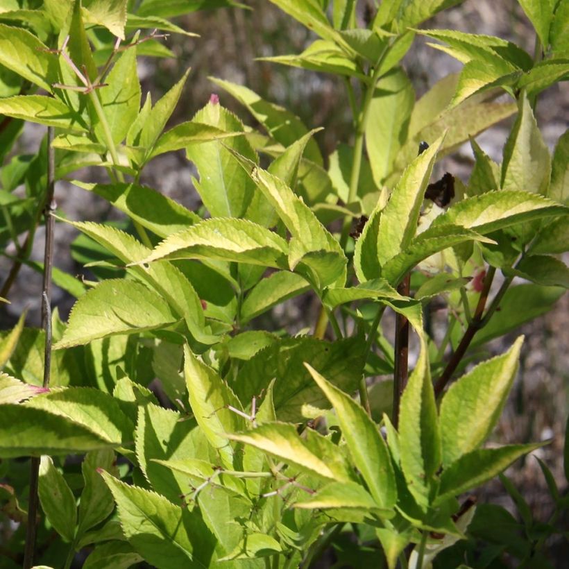 Sambucus nigra Aurea - Gewone vlier (Foliage)