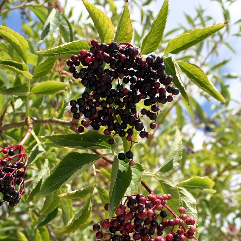 Sambucus nigra Aurea - Gewone vlier (Harvest)