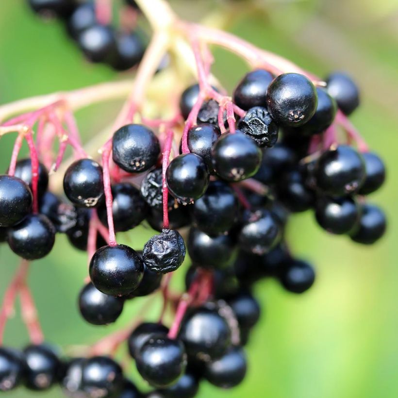 Sambucus nigra Laciniata - Gewone vlier (Harvest)