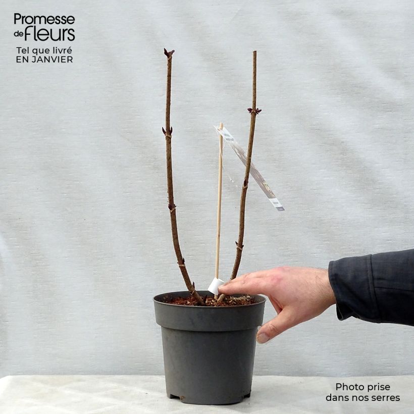 Example of Sambucus nigra Serenade - Sureau noir Pot van 3 l/4 l as you get in hiver