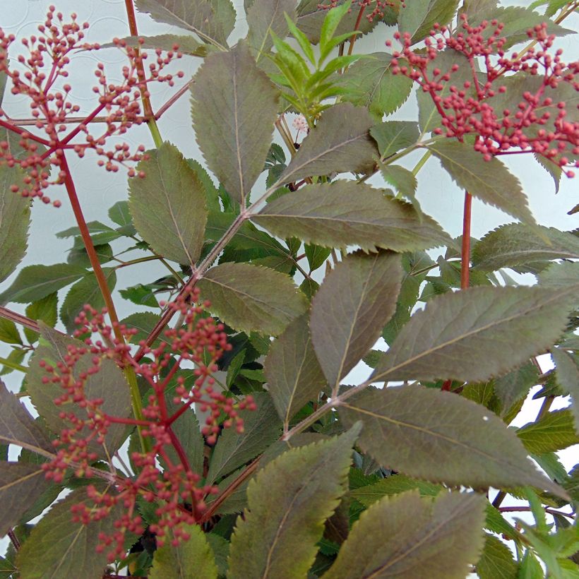 Sambucus nigra Thundercloud - Gewone vlier (Foliage)