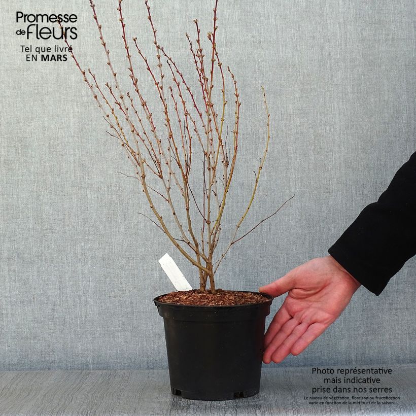 Example of Sambucus nigra Thundercloud - Sureau noir Pot van 3 l/4 l as you get in hiver