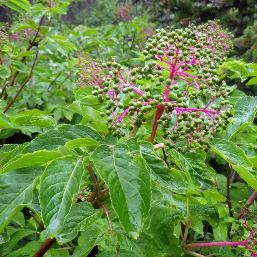 Sambucus racemosa - Trosvlier (Foliage)