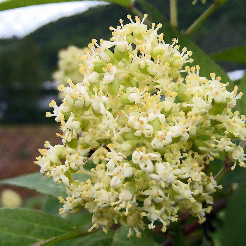 Sambucus racemosa - Trosvlier (Flowering)
