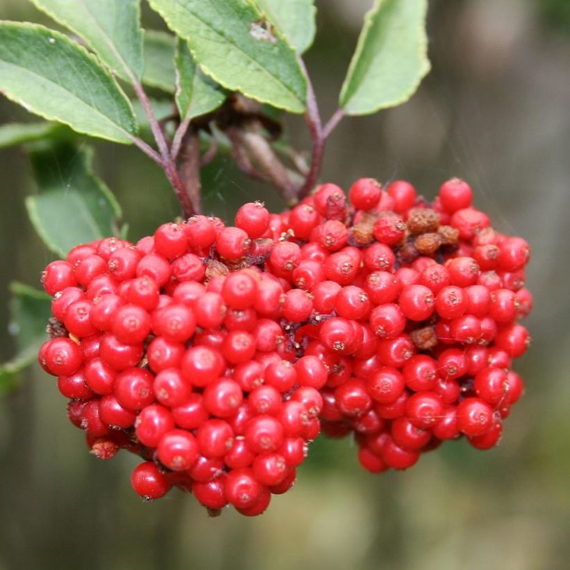 Sambucus racemosa - Trosvlier (Harvest)