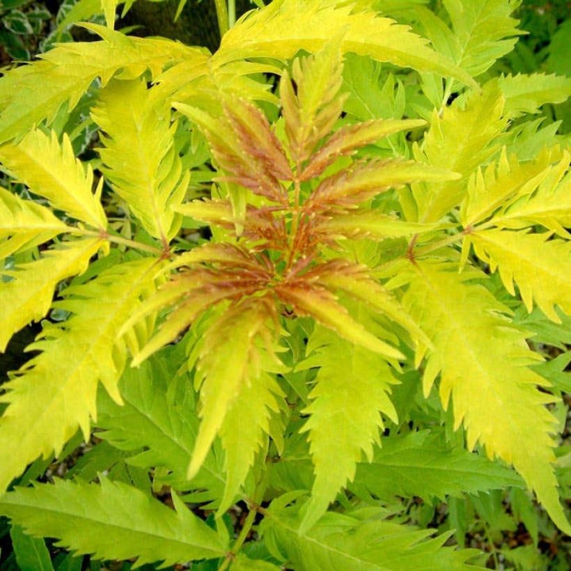 Sambucus racemosa Plumosa Aurea - Trosvlier (Foliage)