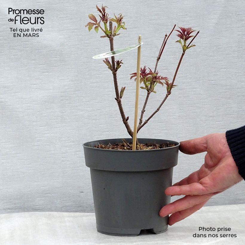 Example of Sambucus racemosa Plumosa Aurea - Trosvlier Pot van 2 l/3 l as you get in hiver