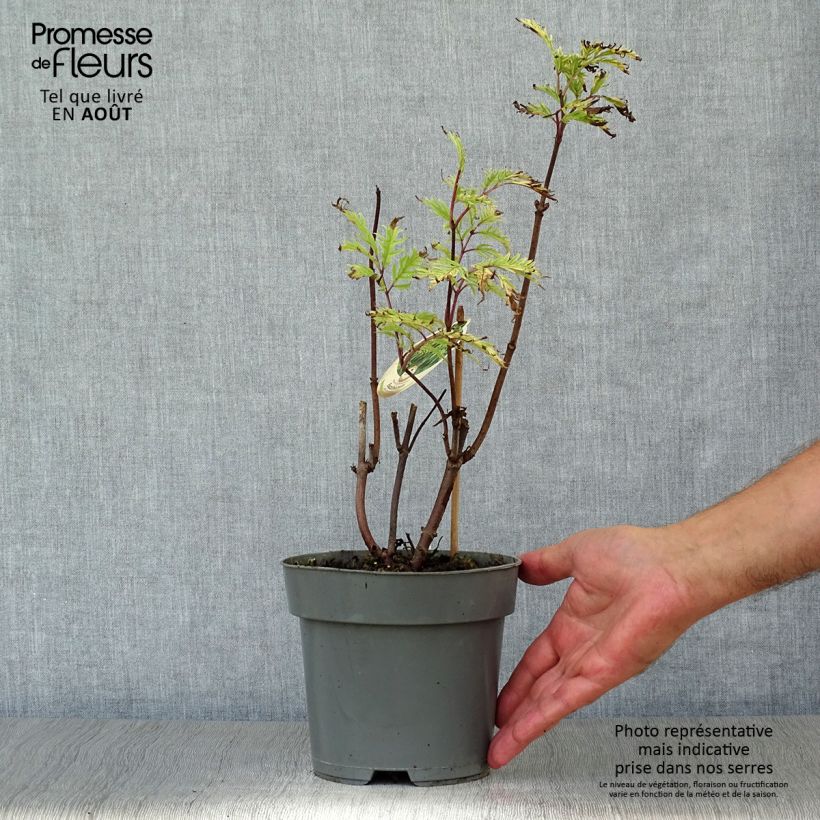 Exemplaar van Sambucus racemosa Plumosa Aurea - Sureau à grappes  Pot de 2L/3L zoals geleverd in de zomer