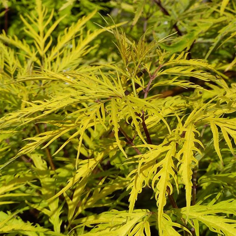 Sambucus racemosa Welsh Gold - Trosvlier (Foliage)