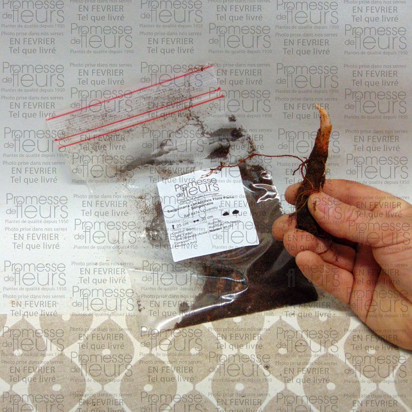 Voorbeeld van een exemplaar van Sanguinaria canadensis Flore Pleno - Bloedwortel Bol kaliber I zoals geleverd