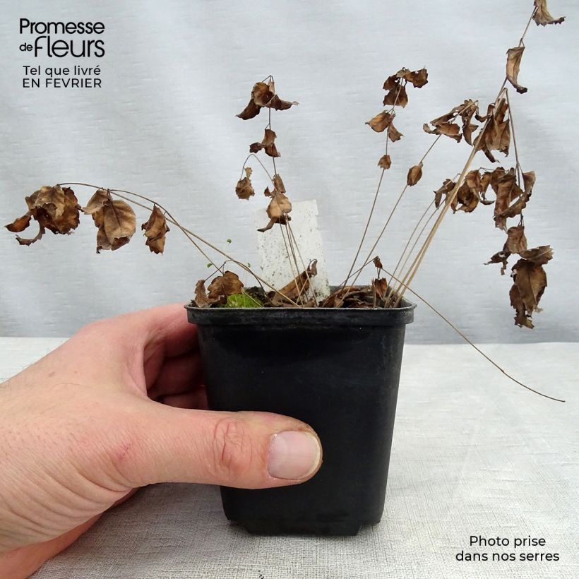 Example of Sanguisorba Cangshan Cranberry - Pimprenelle à feuilles fines Kweekpotje van 8/9 cm as you get in hiver