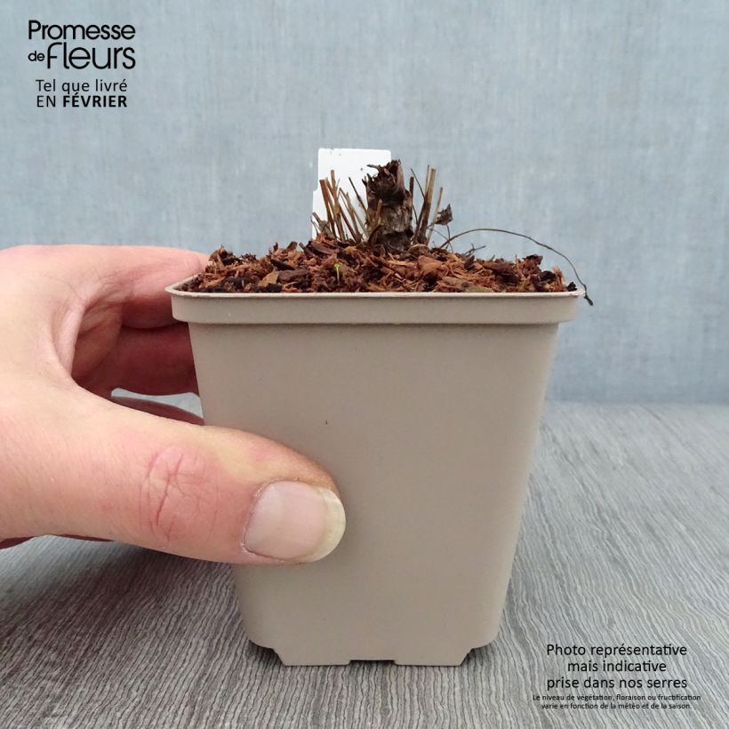 Example of Sanguisorba Chocolate Tip Kweekpotje van 8/9 cm as you get in hiver