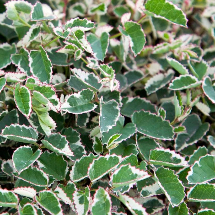 Bloedwortel Little Angel - Sanguisorba Little Angel (Foliage)
