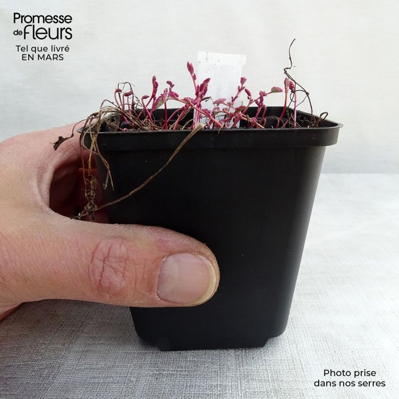 Exemplaar van Bloedwortel Little Angel - Sanguisorba Little Angel Kweekpotje van 8/9 cm zoals geleverd in de lente