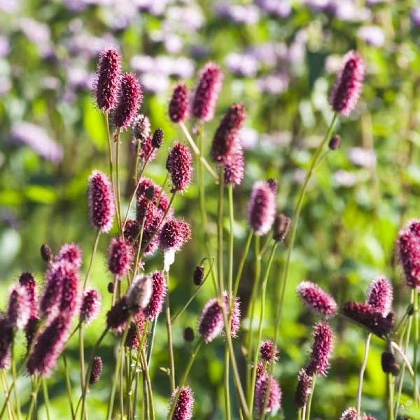 Sanguisorba menziesii - Pimpernel (Flowering)