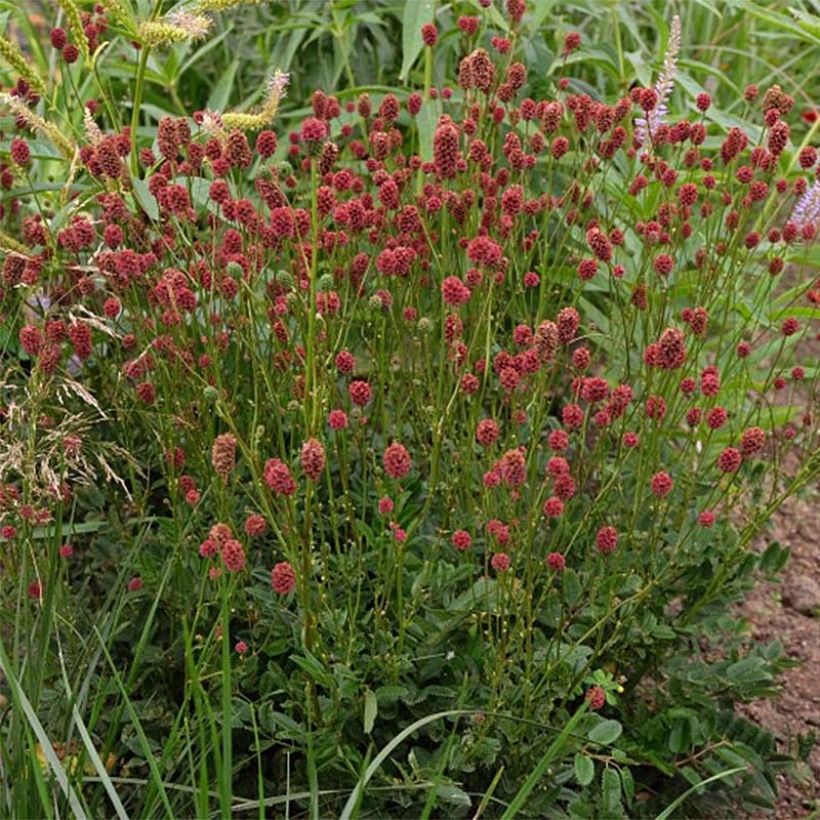 Sanguisorba Proud Mary - Bloedwortel (Flowering)