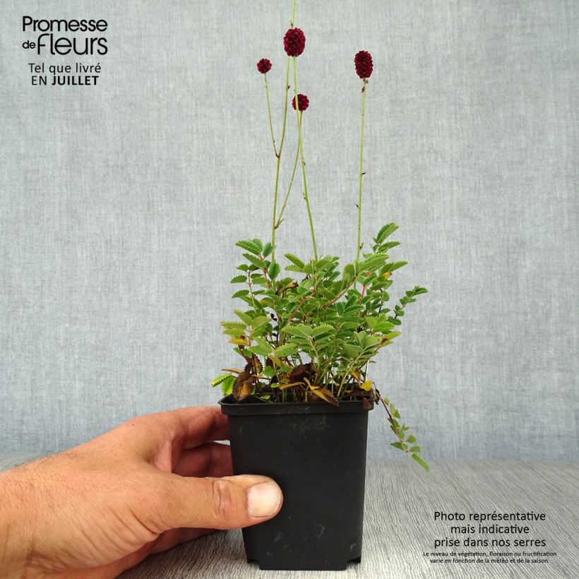 Exemplaar van Sanguisorba Proud Mary - Bloedwortel Kweekpotje van 8/9 cm zoals geleverd in de zomer