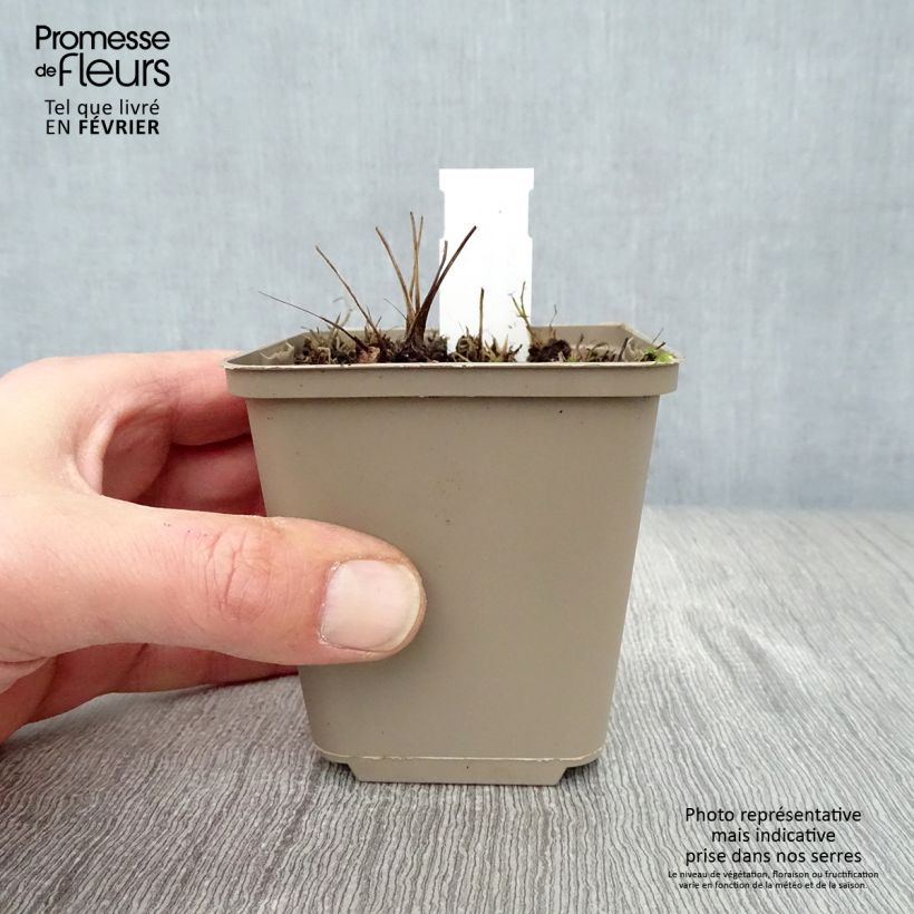 Example of Sanguisorba Proud Mary - Bloedwortel Kweekpotje van 8/9 cm as you get in hiver