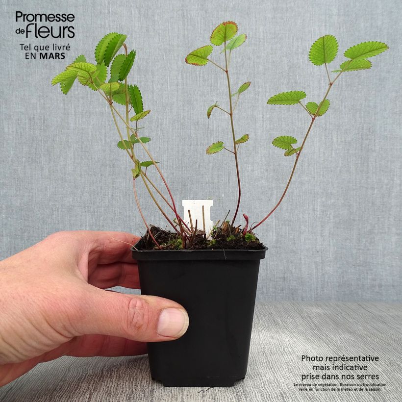 Exemplaar van Sanguisorba Red Thunder - Grote pimpernel Kweekpotje van 8/9 cm zoals geleverd in de lente