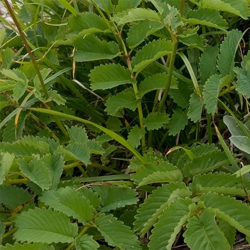 Sanguisorba hakusanensis - Pimpernel (Foliage)
