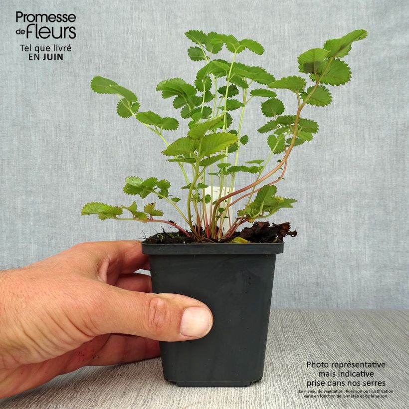 Exemplaar van Sanguisorba hakusanensis - Pimpernel Kweekpotje van 8/9 cm zoals geleverd in de zomer
