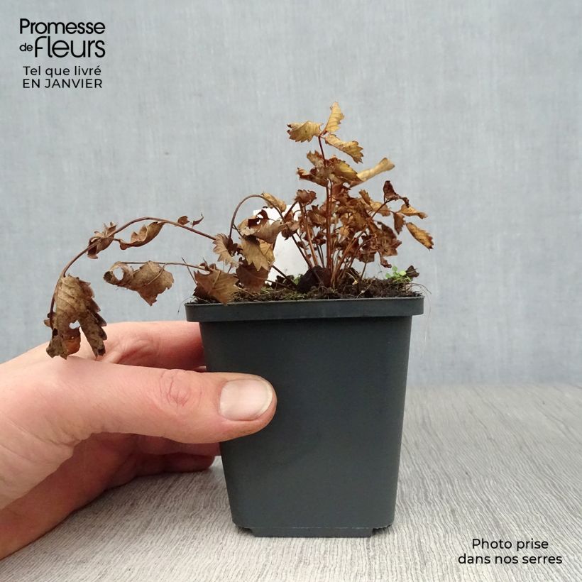 Example of Sanguisorba hakusanensis - Pimpernel Kweekpotje van 8/9 cm as you get in hiver