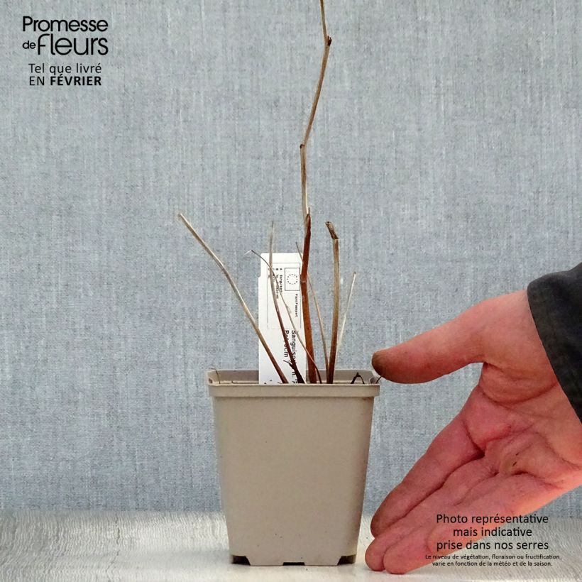 Example of Sanguisorba hakusanensis Pink Brushes - Pimpernel Kweekpotje van 8/9 cm as you get in hiver