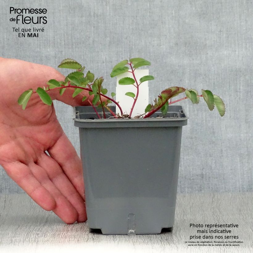 Exemplaar van Sanguisorba hakusanensis Pink Brushes - Pimpernel Kweekpotje van 8/9 cm zoals geleverd in de lente