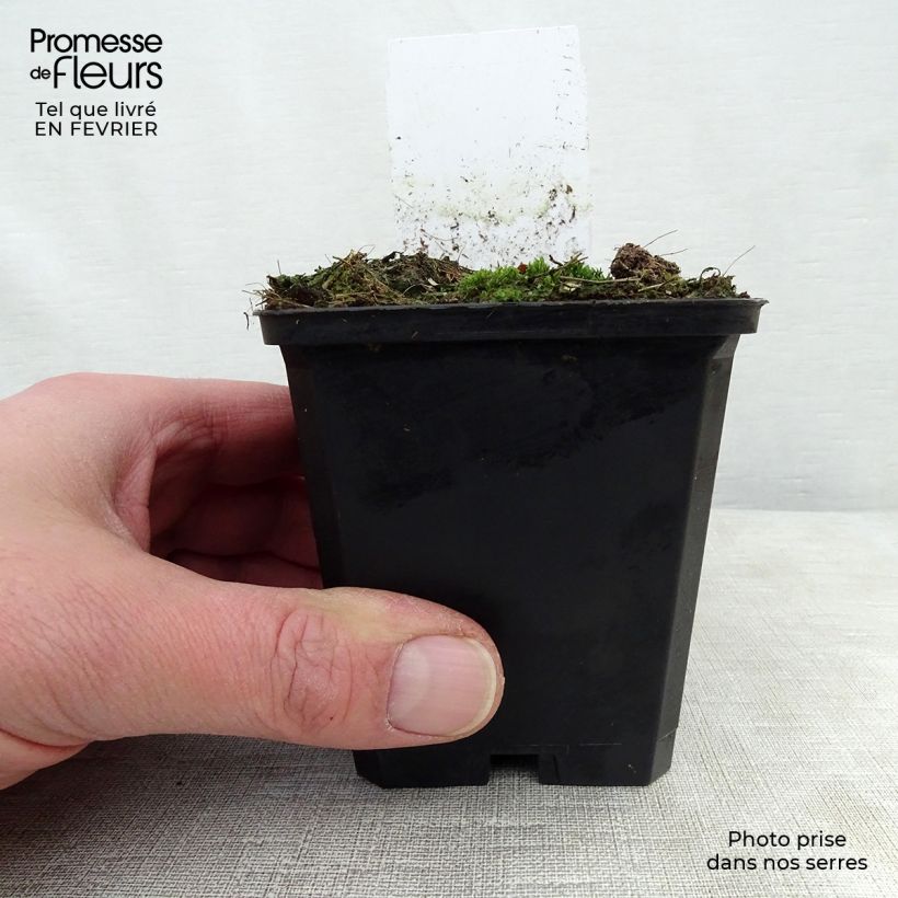 Example of Sanguisorba menziesii - Sanguisorbe rouge Kweekpotje van 8/9 cm as you get in hiver