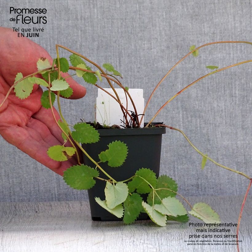 Exemplaar van Sanguisorba menziesii - Pimpernel Kweekpotje van 8/9 cm zoals geleverd in de zomer