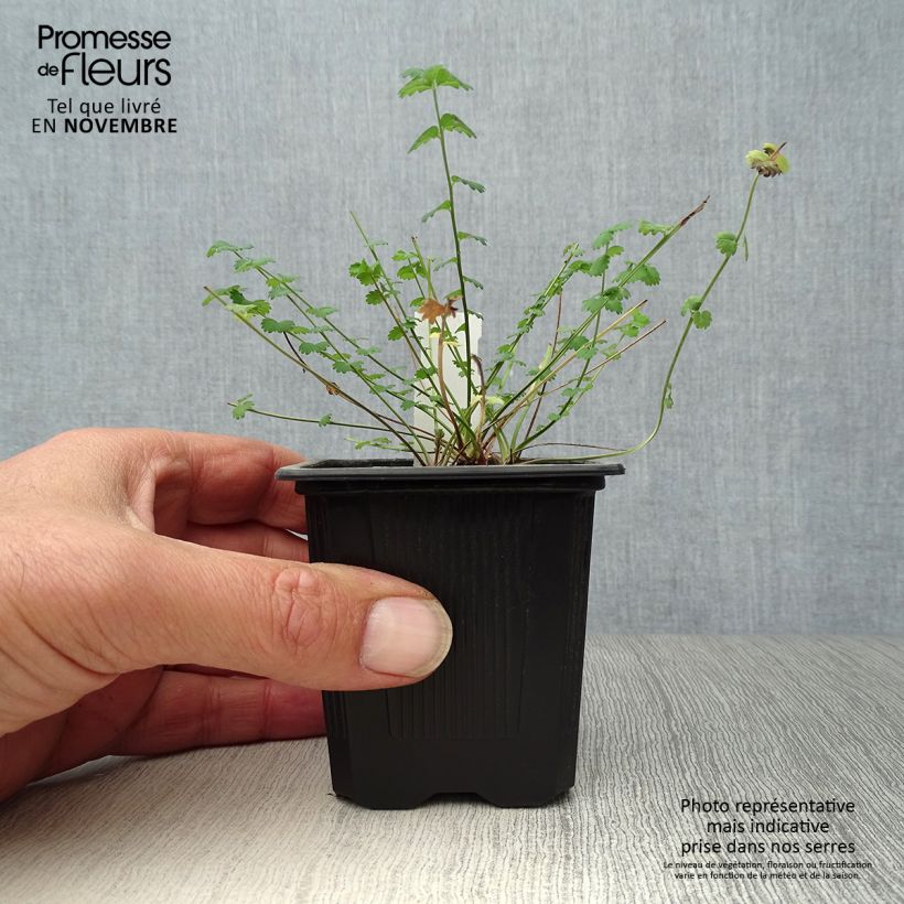 Exemplaar van Sanguisorba minor - Kleine pimpernel Kweekpotje van 7/8 cm zoals geleverd in de herfst