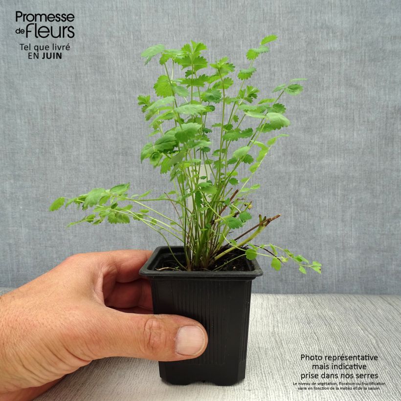 Exemplaar van Sanguisorba minor - Kleine pimpernel Kweekpotje van 7/8 cm zoals geleverd in de zomer