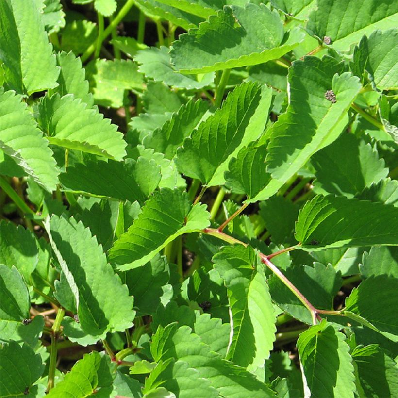Sanguisorba obtusa - Pimpernel (Foliage)
