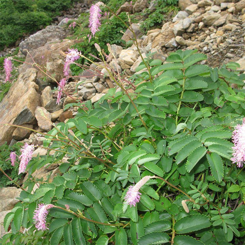 Sanguisorba obtusa - Pimpernel (Plant habit)
