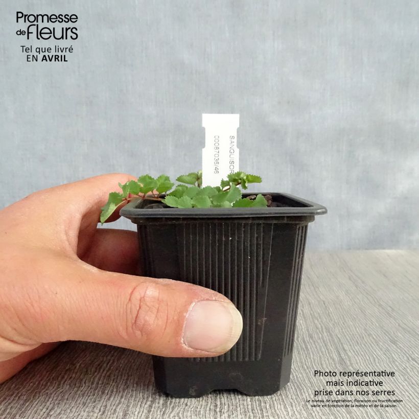 Exemplaar van Sanguisorba obtusa - Pimpernel Kweekpotje van 8/9 cm zoals geleverd in de lente