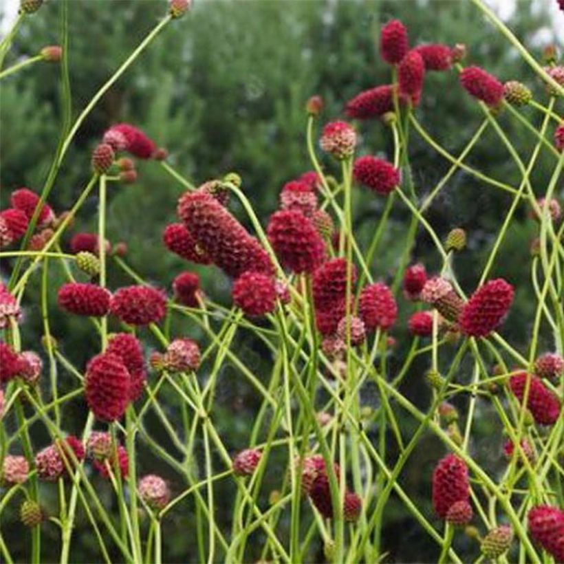 Sanguisorba officinalis Arnhem - Grote pimpernel (Flowering)