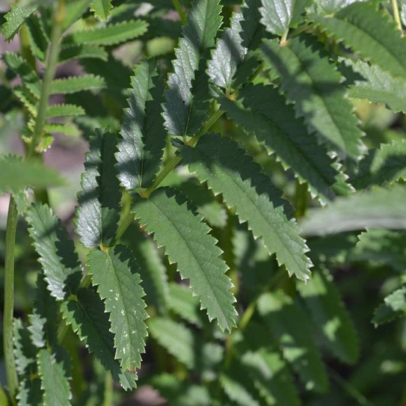 Sanguisorba officinalis Morning Select - Grote pimpernel (Foliage)