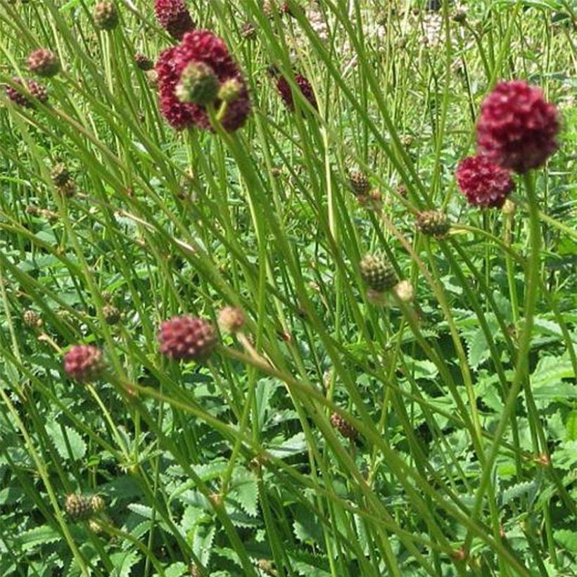 Sanguisorba officinalis Morning Select - Grote pimpernel (Flowering)