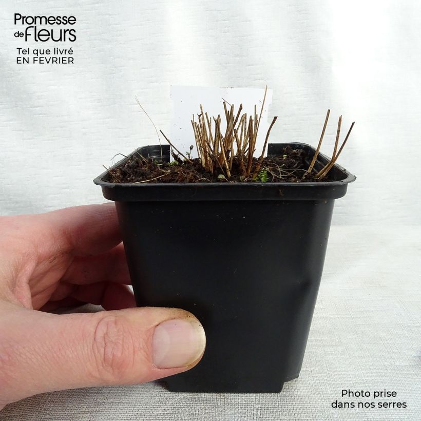 Example of Sanguisorba officinalis Pink Tanna - Grote pimpernel Kweekpotje van 8/9 cm as you get in hiver