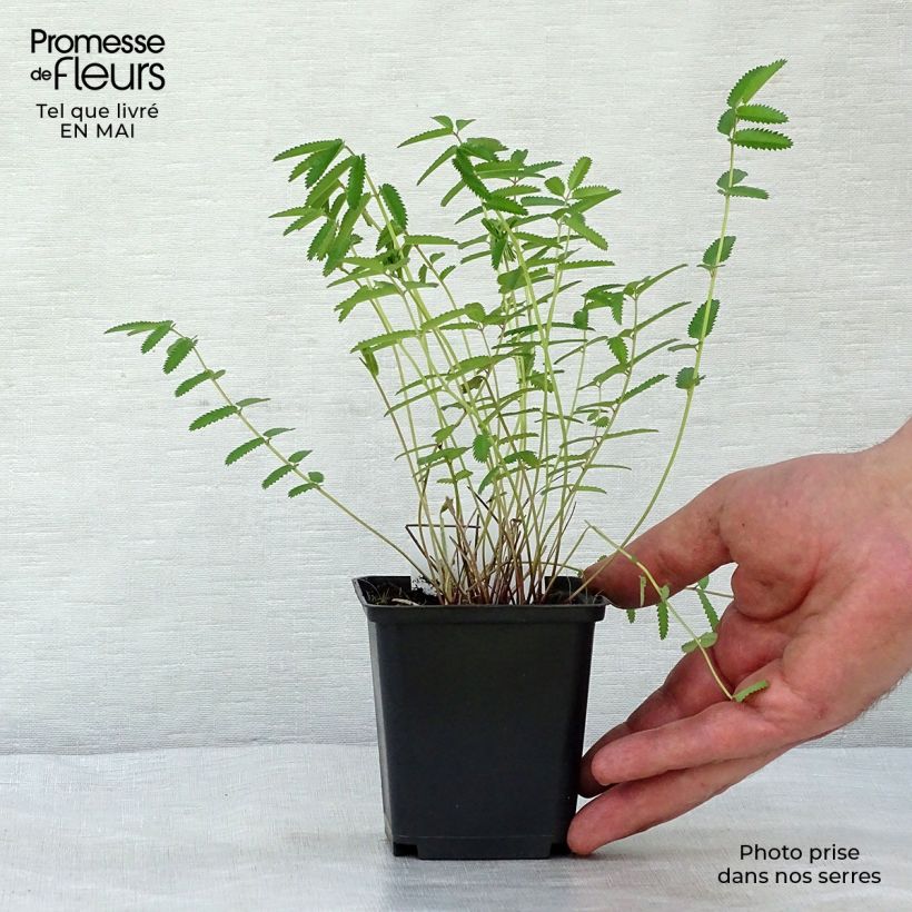 Exemplaar van Sanguisorba officinalis Pink Tanna - Grote pimpernel Kweekpotje van 8/9 cm zoals geleverd in de lente