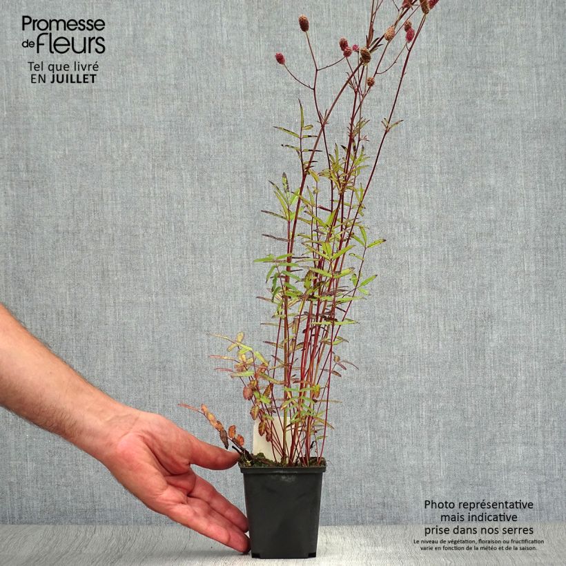 Exemplaar van Sanguisorba officinalis Pink Tanna - Grote pimpernel Kweekpotje van 8/9 cm zoals geleverd in de zomer