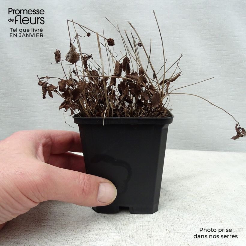 Example of Sanguisorba officinalis Tanna - Grote pimpernel Kweekpotje van 8/9 cm as you get in hiver