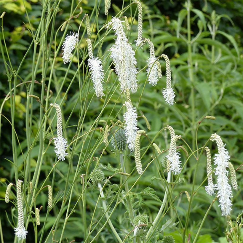 Sanguisorba tenuifolia Alba - Grote pimpernel (Flowering)